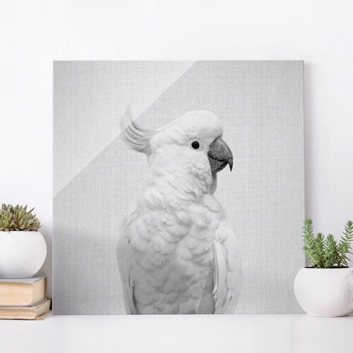 Glasbild Kakadu Kiki Schwarz Weiß