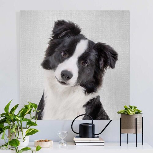 Leinwandbild Bordercollie Benni