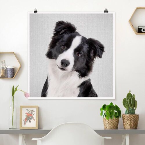 Poster Bordercollie Benni