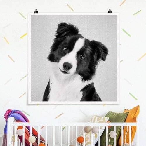 Poster Bordercollie Benni Schwarz Weiß