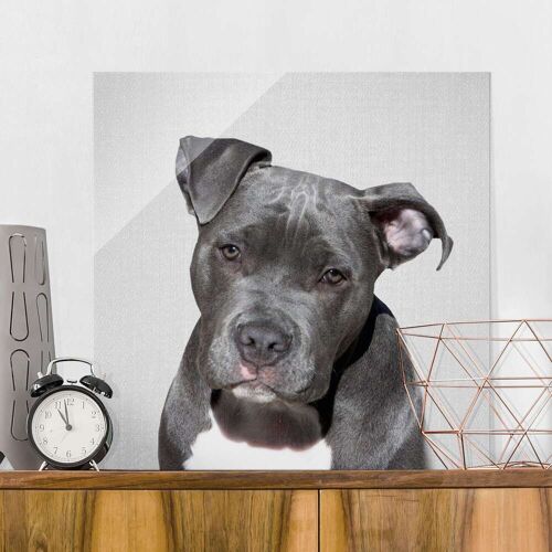 Glasbild Pitbull Pelle