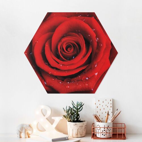 Hexagon-Forexbild Rote Rose mit Wassertropfen