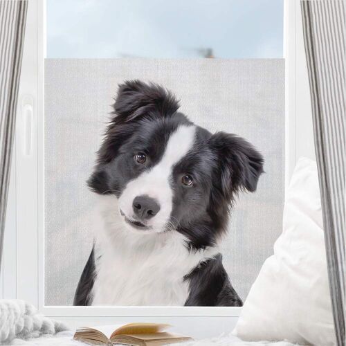 Fensterfolie Bordercollie Benni