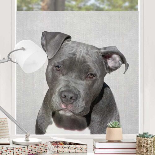 Fensterfolie Pitbull Pelle