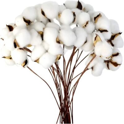 Minkurow Baumwollzweig, Natürliche Stängel, Bauernhof, Getrocknete Blumen, Baumwollzweige, Baumwollpflanze, Künstliche Trockenblumen Für Vase, Hochzeit, Party, Dekoration (20 Stück) Minkurow Baumwollzweig, Natürliche Stängel, Bauernhof, Getrocknete Blumen, Baumwollzweige, Baumwollpflanze, Künstliche Trockenblumen Für Vase, Hochzeit, Party, Dekoration (20 Stück)