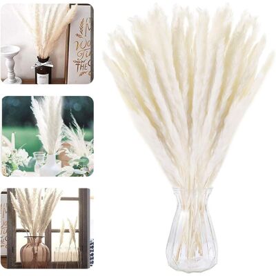 Minkurow Natürliches Getrocknetes Kleines Pampasgras, 30 Stück Phragmites Communis Dekoration, Künstliche Getrocknete Blumen, Natürliches Pampasgras, Zum Fotografieren Von Blumen, Hochzeit, Heimdekora Minkurow Natürliches Getrocknetes Kleines Pampasgras, 30 Stück Phragmites Communis Dekoration, Künstliche Getrocknete Blumen, Natürliches Pampasgras, Zum Fotografieren Von Blumen, Hochzeit, Heimdekora