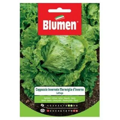 Blumen Salat Samen - Mittelgroßer Kopf, Herbstaussaat - Gemüsesamen Blumen Salat Samen - Mittelgroßer Kopf, Herbstaussaat - Gemüsesamen