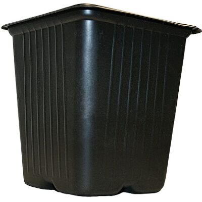 5 Quadrattpfe, 11 Cm - Vilmorin 5 Quadrattpfe, 11 Cm - Vilmorin