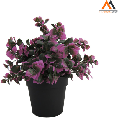 VERDELOOK Piantina Foglie Viola VERDELOOK Piantina Foglie Viola