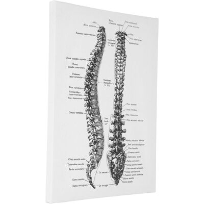 HEAT Anatomie-leinwand, Retro-dekoratives Wandbild Mit Organmotiv Für Krankenhaus, Schlafzimmer, Klassenzimmer, Typ B HEAT Anatomie-leinwand, Retro-dekoratives Wandbild Mit Organmotiv Für Krankenhaus, Schlafzimmer, Klassenzimmer, Typ B
