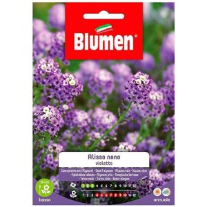 BLUMEN Alisso violett nano Samen - Duftende Staude für Beete BLUMEN Alisso violett nano Samen - Duftende Staude für Beete