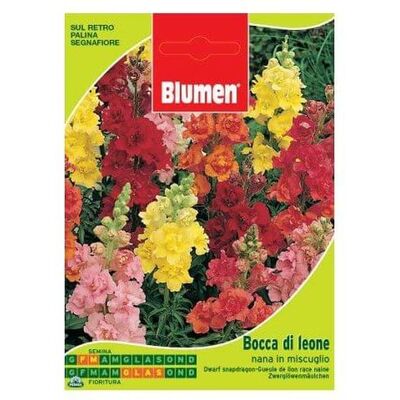 BLUMEN Zwerg-Sommerwinden Samen - Blumensamen BLUMEN Zwerg-Sommerwinden Samen - Blumensamen