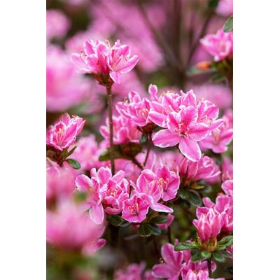 Pflanzen-für-dich.de - Japanische Azalee 'kermesina Rose' Rhododendron Obt.'kermesina Rose' C 4 30- 40 Pflanzen-für-dich.de - Japanische Azalee 'kermesina Rose' Rhododendron Obt.'kermesina Rose' C 4 30- 40