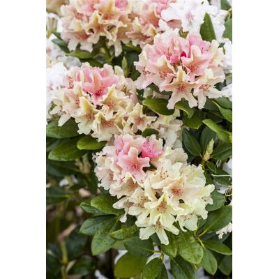 Pflanzen-für-dich.de - Yaku-rhododendron 'percy Wiseman' Rhododendron Yak.'percy Wiseman' 4l 30- 40 Pflanzen-für-dich.de - Yaku-rhododendron 'percy Wiseman' Rhododendron Yak.'percy Wiseman' 4l 30- 40
