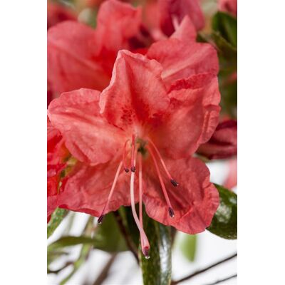 Pflanzen-für-dich.de - Japanische Azalee 'geisha Orange' Rhododendron Obt.'geisha Orange' 2l 20- 25 Pflanzen-für-dich.de - Japanische Azalee 'geisha Orange' Rhododendron Obt.'geisha Orange' 2l 20- 25