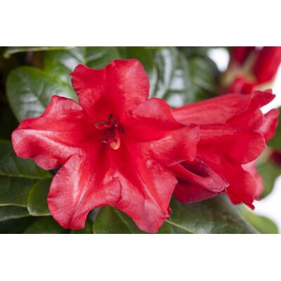 Pflanzen-für-dich.de - Zwergrhododendron 'scarlet Wonder' Rhododendron Repens 'scarlet Wonder' C 5 30- 40 Pflanzen-für-dich.de - Zwergrhododendron 'scarlet Wonder' Rhododendron Repens 'scarlet Wonder' C 5 30- 40