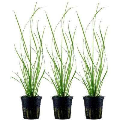 AQUARISTIKWELT24 Aquarium Pflanze 3 Stück Cyperus Helferi Wasserpflanze Aquaone Topf Nr.333a Set AQUARISTIKWELT24 Aquarium Pflanze 3 Stück Cyperus Helferi Wasserpflanze Aquaone Topf Nr.333a Set