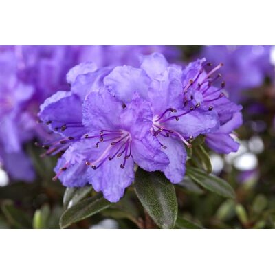 Pflanzen-für-dich.de - Kleinblättriger Rhododendron 'gristede' Rhododendron Impeditum 'gristede' 2l 20- 25 Pflanzen-für-dich.de - Kleinblättriger Rhododendron 'gristede' Rhododendron Impeditum 'gristede' 2l 20- 25