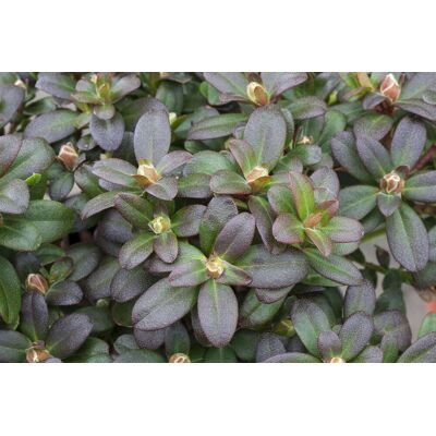 Pflanzen-für-dich.de - Zwergalpenrose 'shamrock' Rhododendron Hanceanum 'shamrock' 2l 20- 25 Pflanzen-für-dich.de - Zwergalpenrose 'shamrock' Rhododendron Hanceanum 'shamrock' 2l 20- 25