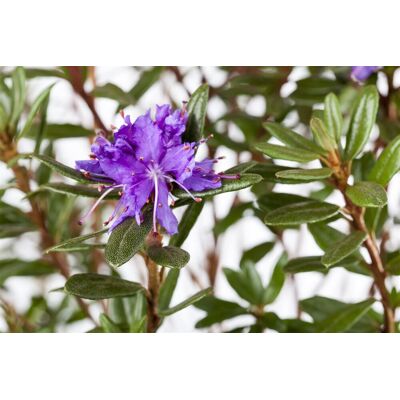 Pflanzen-für-dich.de - Kleinblättriger Rhododendron 'azurika' Rhododendron Impeditum 'azurika' 2l 20- 25 Pflanzen-für-dich.de - Kleinblättriger Rhododendron 'azurika' Rhododendron Impeditum 'azurika' 2l 20- 25