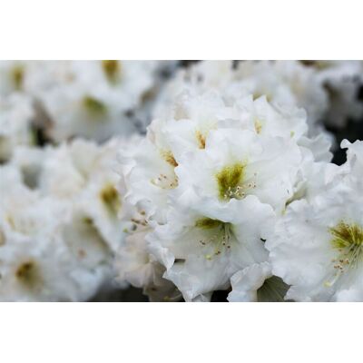 Pflanzen-für-dich.de - Yaku-rhododendron 'bohlken´s Snow Fire'® Rhododendron Yak.'bohlken's Snow Fire' -r- C 3 25- 30 Pflanzen-für-dich.de - Yaku-rhododendron 'bohlken´s Snow Fire'® Rhododendron Yak.'bohlken's Snow Fire' -r- C 3 25- 30