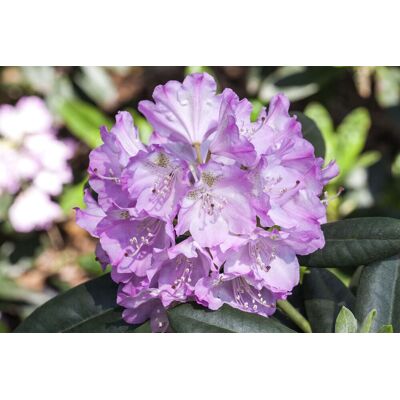 PFLANZEN-FÜR-DICH.DE Rhododendron 'snipe' Rhododendron 'snipe' C2 20- 25 PFLANZEN-FÜR-DICH.DE Rhododendron 'snipe' Rhododendron 'snipe' C2 20- 25