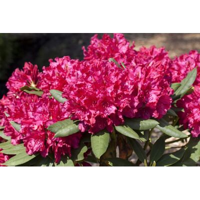 Pflanzen-für-dich.de - Rhododendron 'mrs.p.den Ouden' Rhododendron Hybr.'mrs.p.den Ouden' 5l 30- 40 Pflanzen-für-dich.de - Rhododendron 'mrs.p.den Ouden' Rhododendron Hybr.'mrs.p.den Ouden' 5l 30- 40
