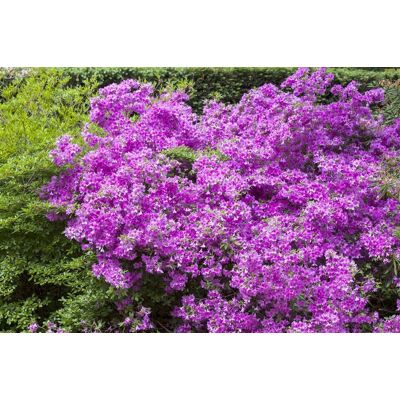 Pflanzen-für-dich.de - Japanische Azalee 'purpurtraum' Rhododendron Obt.'purpurtraum' C2 20- 25 Pflanzen-für-dich.de - Japanische Azalee 'purpurtraum' Rhododendron Obt.'purpurtraum' C2 20- 25