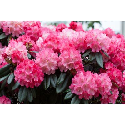 Pflanzen-für-dich.de - Yaku-rhododendron 'fantastica' Rhododendron Yak.'fantastica' C 5 25- 30 Pflanzen-für-dich.de - Yaku-rhododendron 'fantastica' Rhododendron Yak.'fantastica' C 5 25- 30
