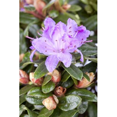 Pflanzen-für-dich.de - Kleinblättriger Rhododendron 'moerheim' Rhododendron Impeditum 'moerheim' 2l 20- 25 Pflanzen-für-dich.de - Kleinblättriger Rhododendron 'moerheim' Rhododendron Impeditum 'moerheim' 2l 20- 25