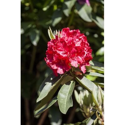 Pflanzen-für-dich.de - Rhododendron 'roter Korsar' Rhododendron Hybr.'roter Korsar' -r- C 5 30- 40 Pflanzen-für-dich.de - Rhododendron 'roter Korsar' Rhododendron Hybr.'roter Korsar' -r- C 5 30- 40