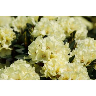 Pflanzen-für-dich.de - Rhododendron 'inkarho® Gelbe Dufthecke' Rhododendron Inkarho ® Gelbe Dufthecke 5l 40- 60 Pflanzen-für-dich.de - Rhododendron 'inkarho® Gelbe Dufthecke' Rhododendron Inkarho ® Gelbe Dufthecke 5l 40- 60