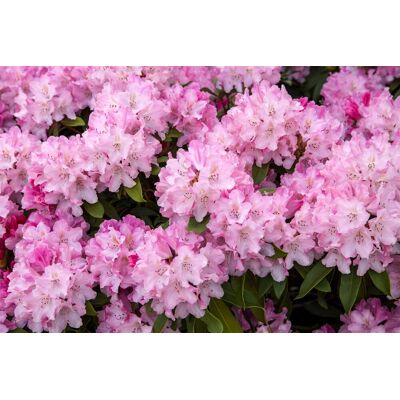 Pflanzen-für-dich.de - Yaku-rhododendron 'tina Heinje' Rhododendron Yak.'tina Heinje' 4l 30- 40 Pflanzen-für-dich.de - Yaku-rhododendron 'tina Heinje' Rhododendron Yak.'tina Heinje' 4l 30- 40