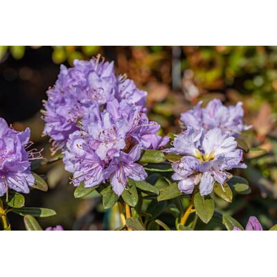 Pflanzen-für-dich.de - Kleinblättriger Rhododendron 'blue Wonder' Rhododendron Impeditum 'blue Wonder' C 2 20- 25 Pflanzen-für-dich.de - Kleinblättriger Rhododendron 'blue Wonder' Rhododendron Impeditum 'blue Wonder' C 2 20- 25
