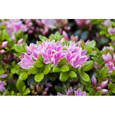 Pflanzen-für-dich.de - Japanische Azalee 'rokoko' Rhododendron Obt.'rokoko' C2 20- 25 Pflanzen-für-dich.de - Japanische Azalee 'rokoko' Rhododendron Obt.'rokoko' C2 20- 25
