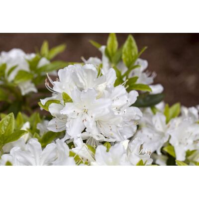 Pflanzen-für-dich.de - Japanische Azalee 'palestrina' Rhododendron Obt.'palestrina' C2 20- 25 Pflanzen-für-dich.de - Japanische Azalee 'palestrina' Rhododendron Obt.'palestrina' C2 20- 25