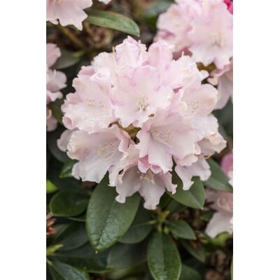 Pflanzen-für-dich.de - Yaku-rhododendron 'schneekrone' Rhododendron Yak.'schneekrone' 4l 30- 40 Pflanzen-für-dich.de - Yaku-rhododendron 'schneekrone' Rhododendron Yak.'schneekrone' 4l 30- 40