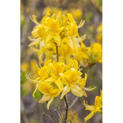 Pflanzen-für-dich.de - Sommergrüne Azalee 'golden Sunset' Rhododendron Lut.'golden Sunset' C 5 40- 50 Pflanzen-für-dich.de - Sommergrüne Azalee 'golden Sunset' Rhododendron Lut.'golden Sunset' C 5 40- 50