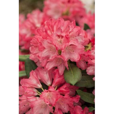Pflanzen-für-dich.de - Yaku-rhododendron 'sneezy' Rhododendron Yak.'sneezy' 4l 30- 40 Pflanzen-für-dich.de - Yaku-rhododendron 'sneezy' Rhododendron Yak.'sneezy' 4l 30- 40