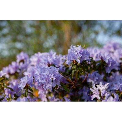 Pflanzen-für-dich.de - Rhododendron Russatum 'gletschernacht' Rhododendron Russatum 'gletschernacht' C2 20- 25 Pflanzen-für-dich.de - Rhododendron Russatum 'gletschernacht' Rhododendron Russatum 'gletschernacht' C2 20- 25