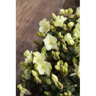 Pflanzen-für-dich.de - Keiskei-rhododendron 'wren' Rhododendron Ludlowii 'wren' 2l 20- 25 Pflanzen-für-dich.de - Keiskei-rhododendron 'wren' Rhododendron Ludlowii 'wren' 2l 20- 25