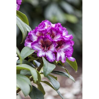 Pflanzen-für-dich.de - Rhododendron 'hans Hachmann'® Rhododendron Hybr.'hans Hachmann' -r- C 5 30- 40 Pflanzen-für-dich.de - Rhododendron 'hans Hachmann'® Rhododendron Hybr.'hans Hachmann' -r- C 5 30- 40