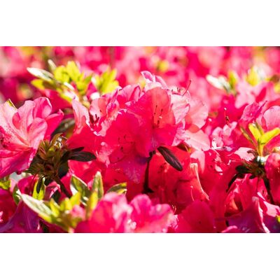 Pflanzen-für-dich.de - Japanische Azalee 'little Red' Rhododendron Obt.'little Red' C5 25- 30 Pflanzen-für-dich.de - Japanische Azalee 'little Red' Rhododendron Obt.'little Red' C5 25- 30