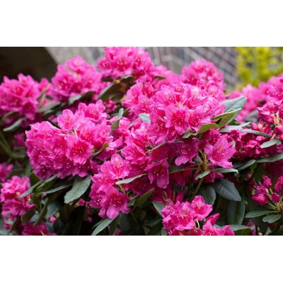 Pflanzen-für-dich.de - Rhododendron-hybride 'dr.h.c.dresselhuys' Rhododendron Hybr.'dr. H. C. Dresselhuys' C12 60- 70 Pflanzen-für-dich.de - Rhododendron-hybride 'dr.h.c.dresselhuys' Rhododendron Hybr.'dr. H. C. Dresselhuys' C12 60- 70