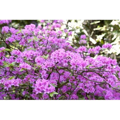 Pflanzen-für-dich.de - Vorfrühlingsrhododendron 'praecox' Rhododendron 'praecox' 2l 20- 25 Pflanzen-für-dich.de - Vorfrühlingsrhododendron 'praecox' Rhododendron 'praecox' 2l 20- 25