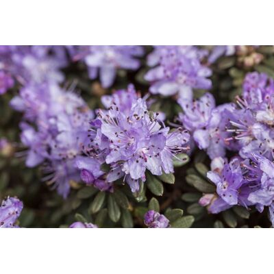 Pflanzen-für-dich.de - Kleinblättriger Rhododendron Rhododendron Impeditum 2l 20- 25 Pflanzen-für-dich.de - Kleinblättriger Rhododendron Rhododendron Impeditum 2l 20- 25