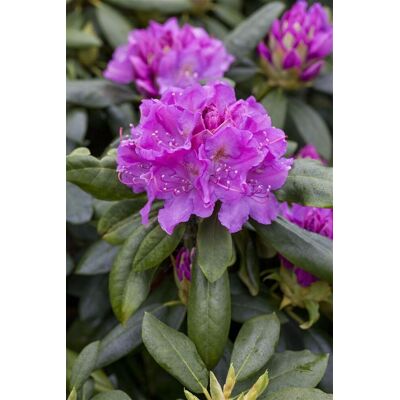 Pflanzen-für-dich.de - Rhododendron 'lee´s Dark Purple' Rhododendron Hybr.'lee's Dark Purple' C 5 30- 40 Pflanzen-für-dich.de - Rhododendron 'lee´s Dark Purple' Rhododendron Hybr.'lee's Dark Purple' C 5 30- 40