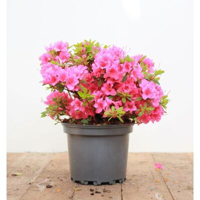 Pflanzen-für-dich.de - Japanische Azalee 'michiko' Rhododendron Obt.'michiko' C5 25- 30 Pflanzen-für-dich.de - Japanische Azalee 'michiko' Rhododendron Obt.'michiko' C5 25- 30