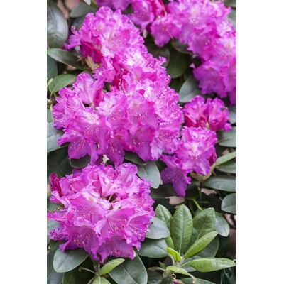 Pflanzen-für-dich.de - Rhododendron 'omega' Rhododendron Hybr.'omega' C 5 30- 40 Pflanzen-für-dich.de - Rhododendron 'omega' Rhododendron Hybr.'omega' C 5 30- 40