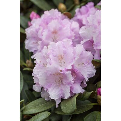 Pflanzen-für-dich.de - Yaku-rhododendron 'silberwolke' Rhododendron Yak.'silberwolke' 3l 25- 30 Pflanzen-für-dich.de - Yaku-rhododendron 'silberwolke' Rhododendron Yak.'silberwolke' 3l 25- 30